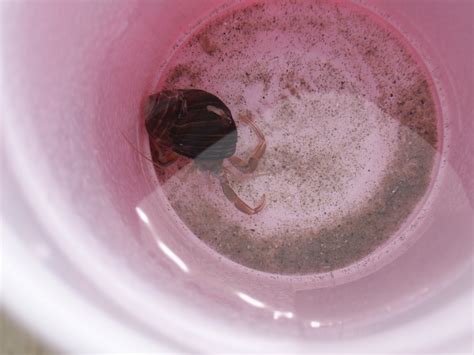 AP Biology: Animal that has a Segmented Body