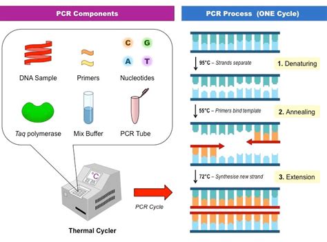 DNA PCR 的图像结果