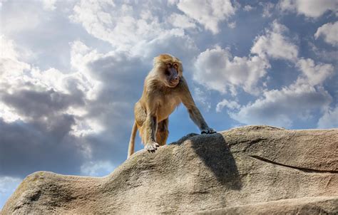 Wallpaper the sky, look, face, clouds, light, pose, stone, monkey for ...
