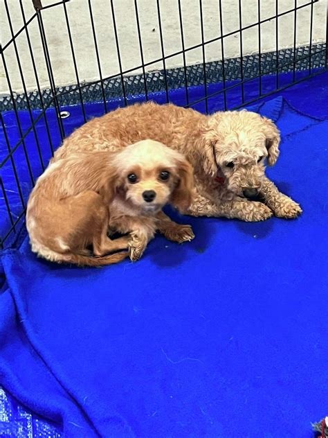 Midland Humane Society to take in 20 dogs saved from puppy mills