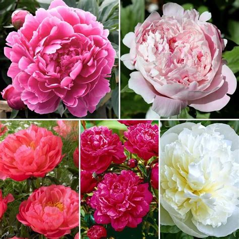 How Long Do Peonies Bloom? [Flower Guide [current-year]]