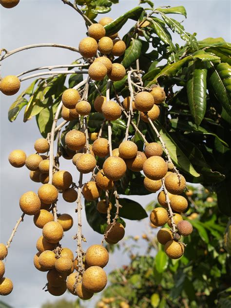 Longan Fruit Tree | ubicaciondepersonas.cdmx.gob.mx