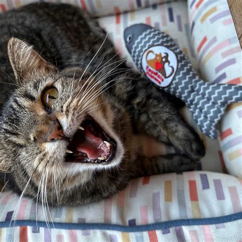 Giving – Make a Donation - Espanola Humane