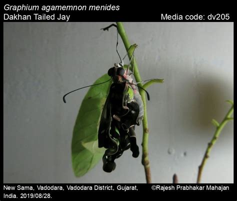 Graphium agamemnon | Butterfly