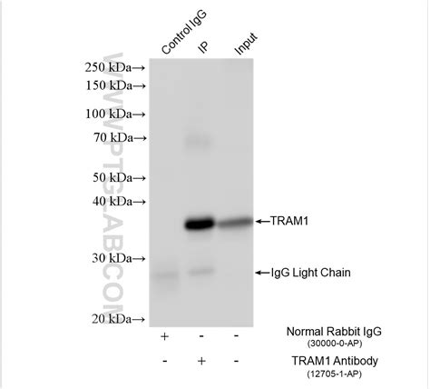 TRAM1 antibody (12705-1-AP) | Proteintech