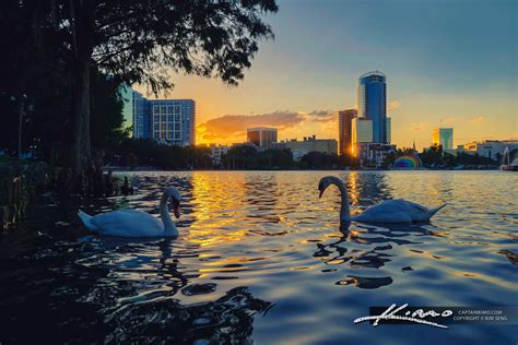 Swans at Sunset Lake Eola Orlando Florida | HDR Photography by Captain Kimo
