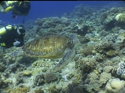 Image result for Turtle Shell Side View