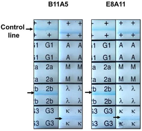 Development of a Rapid Fluorescent Immunochromatographic Test to Detect ...