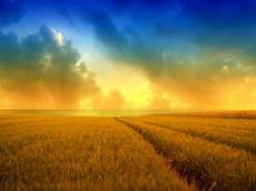 Wallpapers Desktop Background by Hd Wallpapers Golden Harvest Wheat Field 2560x1600 Wallpapers Desktop Background