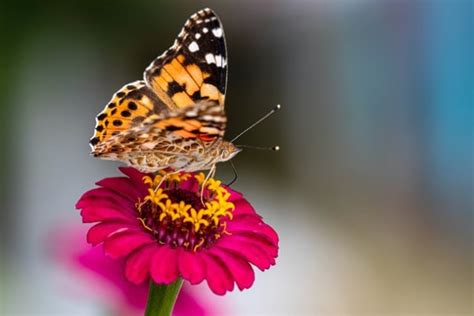 What is a Painted Lady Butterfly? Facts for Kids - Twinkl
