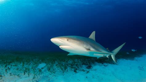 Caribbean Reef Shark