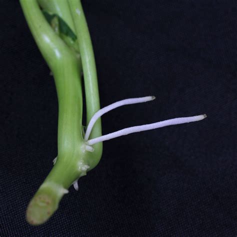 Kapuzinerkresse (Tropaeolum majus)