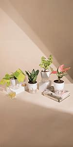 KYARI Beautiful Peacock Feather Print Metal Pot with Stand, Rust-Free ...