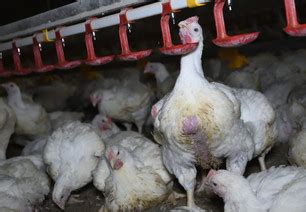 Avian Influenza: A Growing Threat to Public Health - FOUR PAWS ...