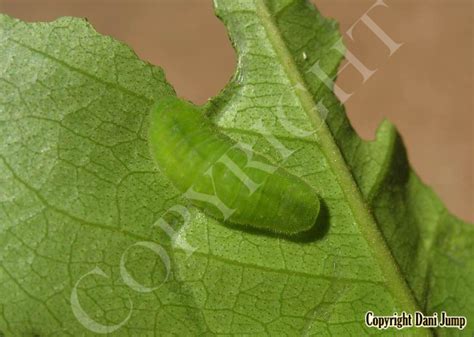 Image result for Butterfly Larvae