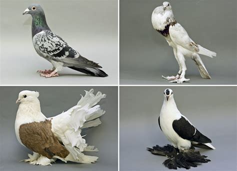 Types Of Homing Pigeons