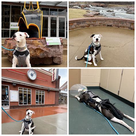 Group Volunteering - Sioux Falls Area Humane Society