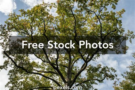 Trees With Leaves Photos, Download The BEST Free Trees With Leaves Stock Photos & HD Images