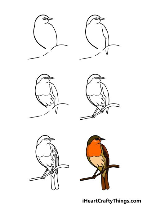 Robin Drawing - How To Draw A Robin Step By Step