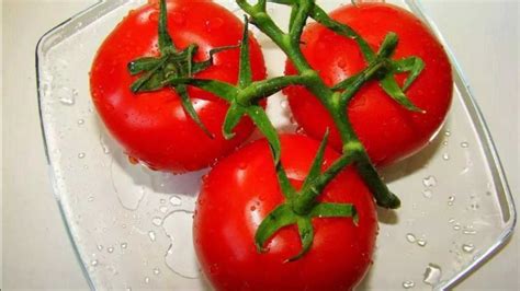 现在的西红柿为什么越来越难吃？原因终于找到了！_澎湃号·政务_澎湃新闻-The Paper