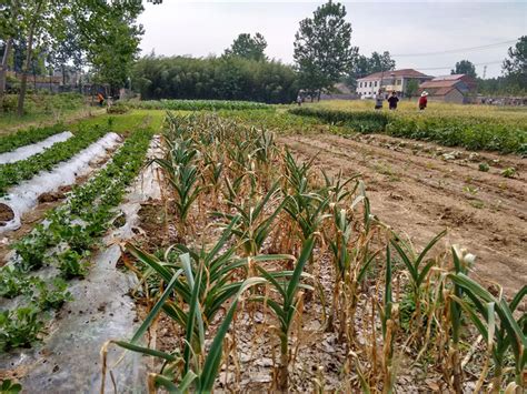 湖北农作物受旱面积872万亩 逾65万人饮水难-搜狐新闻