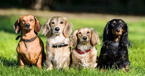 Dogs, Dogs Everywhere! | Hyderabad International Convention and ...