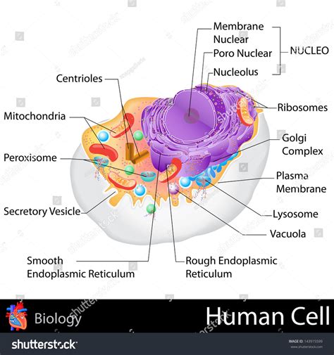 Basic Human Cell Structure 的图像结果