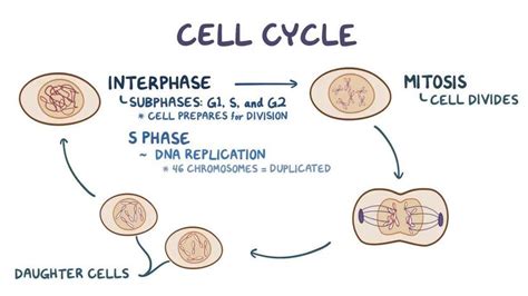 Image result for DNA Cell Replication