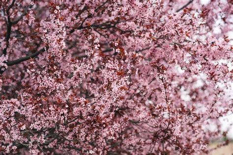 Spring Tree 的图像结果