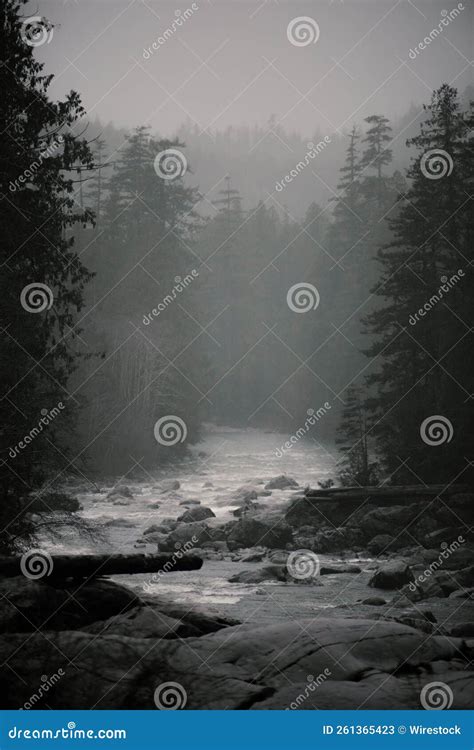 Vertical Grayscale Shot of a Stream Flowing through Rocks in Evergreen ...