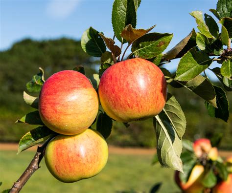 Image result for Fertilizing Apple Trees Guide