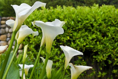 Calla Lily Division When And How To Divide A Calla Lily Plant