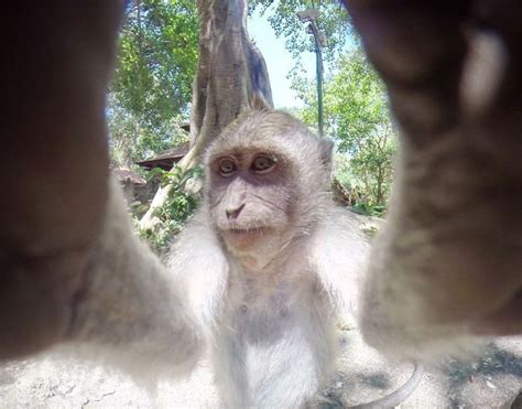 Image result for Monkey GoPro