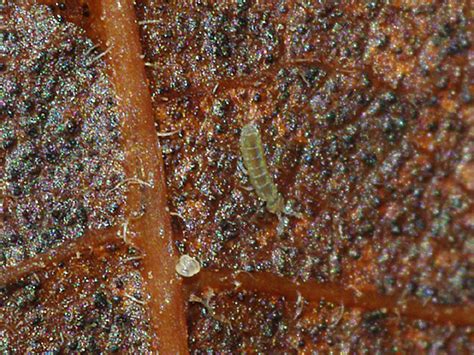 Image result for Biting Spring Tails