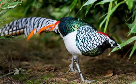 Lady Amherst Pheasant — Blue Creek Aviaries