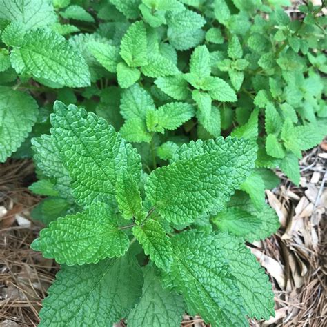 Natural Lip Balms :: Lemon Balm Herb Lip Balm, Melissa officinalis balm, Organic Ingredients