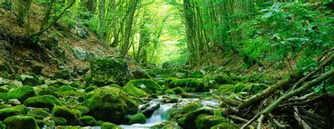 What Is Habitat Loss Definition at Maxine Smith blog