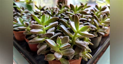 Visit Rise N' Shine, Plant Nursery in KP | LBB, Pune