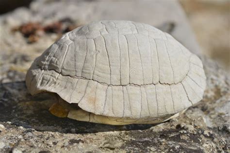 Image result for Empty Tortoise Shell