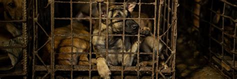 CUGH 2023 In-person Satellite Session - Pandemics and Animal Welfare