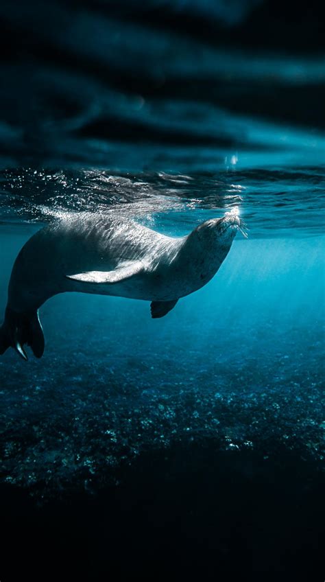 海豹在水里游泳_高清图片素材_北极熊素材库