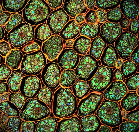 Microscopic Patterns 的图像结果