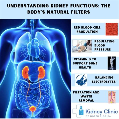 Understanding the Vital Functions of the Kidney – Kidney Clinic of North Florida PLLC
