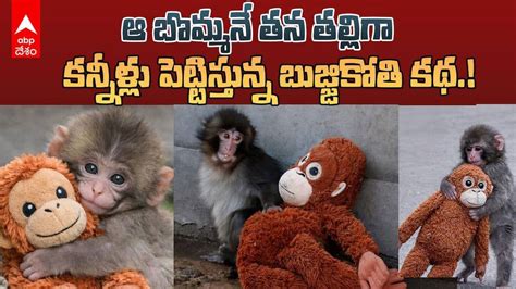 Punch macaque Japan viral story | తల్లి ప్రేమ కోసం విలవిలలాడిపోతున్న ...