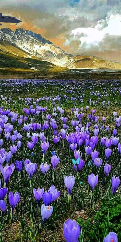 Pin by Milly Quill Hunter on FLOWERS & Butterflies | Beautiful nature ...
