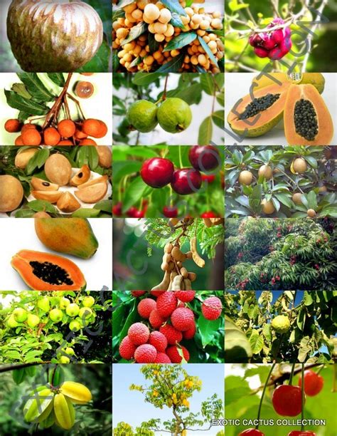 Rare Tropical Fruit Trees 的图像结果