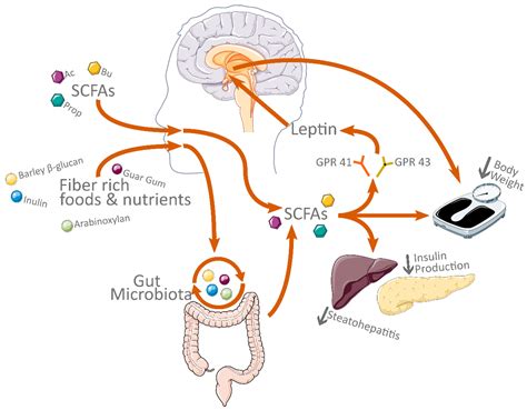 Diet-Related Changes of Short-Chain Fatty Acids in Blood and Feces in Obesity and Metabolic Syndrome