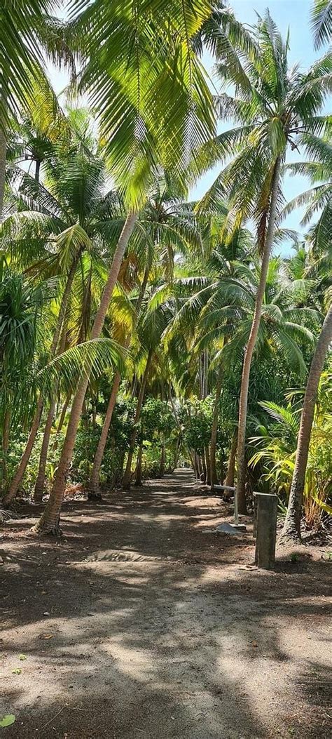 PLUMERIA MALDIVES (Thinadhoo Island) - Hotel Reviews, Photos, Rate ...