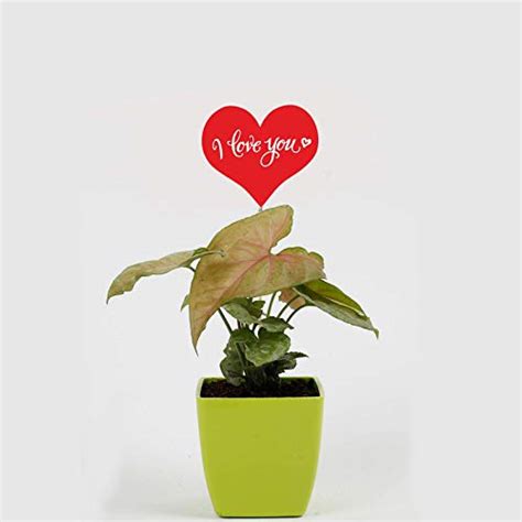 Vibrant Green Pink Syngonium Plant In Green Plastic Pot With I Love You ...