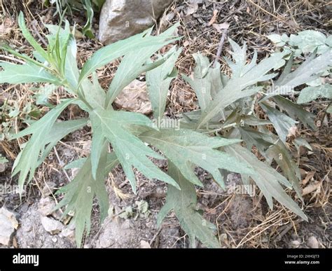 California mugwort (Artemisia douglasiana Stock Photo - Alamy